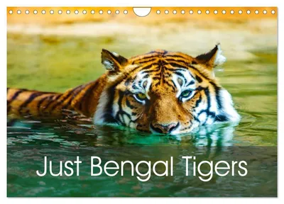 Produktbild von Bengaltiger (Wandkalender 2027, DIN A4, Querformat), CALVENDO 12-monatiger Wandkalender