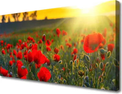 Produktbild von Tulup Leinwand-Bilder 100x50 Wandbild Canvas Kunstdruck Wiese Blumen Natur