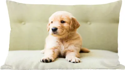 Produktbild von MuchoWow® Zierkissen Sofakissen Wohnzimmer Dekokissen 50x30 cm Golden Retriever Welpe auf dem Sofa liegend - Wohnzimmerdekoration - Polster mit Photo