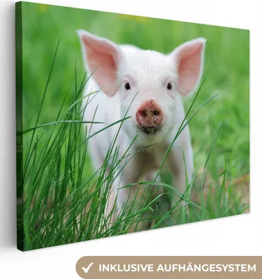 Produktbild von MuchoWow® - Leinwandbilder - Schwein - Tiere - Groß, Wandbild, Wanddeko Bilder Wohnzimmer, 120x90 cm