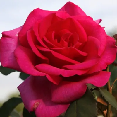 Image de Rosa - Kordes Eleganza® Roses - Rosa 'Parole'®