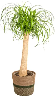 Produktbild von Beaucarnea Recurvata inkl. Naturkorb – Höhe 80-100cm – Ø24cm – Elefantenfuß Zimmerpflanze mit markantem Stamm