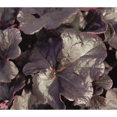 Produktbild von Heuchera "Obsidian" - Purpurglöckchen "Obsidian" im Topf 12 cm - 12cm