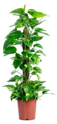 Produktbild von Efeutute am Moosstab - pflegeleichte Zimmerpflanze, Epipremnum aureum - Höhe ca. 80 cm, Topf-Ø 19 cm