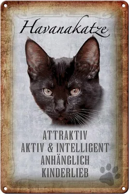 Produktbild von Blechschild Spruch 20x30cm Havanakatze kinderlieb Schild