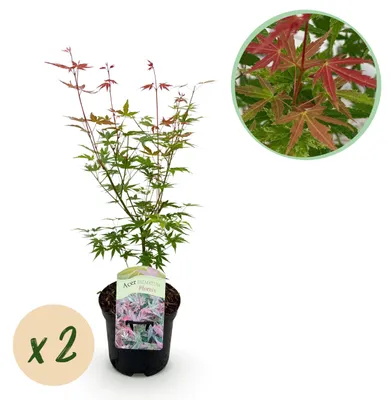 Obrázek produktu pro Acer palmatum „Phönix“ – japonský javor klen – opadavý – 19cm květináč – 70 cm – sada 2 ks – zeleno-červený