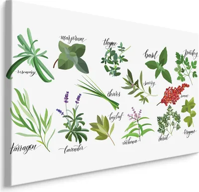 Produktbild von Fabelhafte Canvas LEINWAND BILDER 30x20 cm XXL Kunstdruck Natur Kräuter Pflanzen