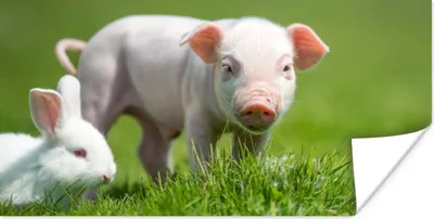 Produktbild von MuchoWow® Poster Ferkel - Kaninchen - Tiere 120x60 cm - Bild