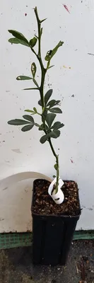 Image de Poncirus trifoliata 'Pomeroy' (De Semis)