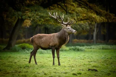 Produktbild von 3 D Ansichtskarte Hirsch,  Postkarte Wackelkarte Hologrammkarte Tiere Waldtier
