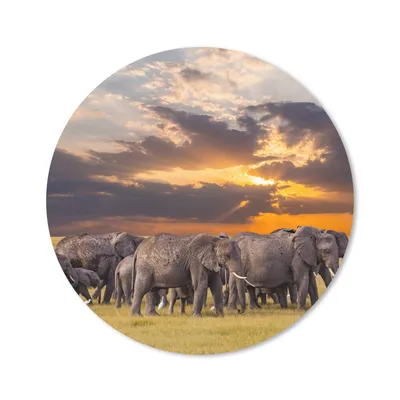 Produktbild von MuchoWow® Mauspad Mousepad Elefant - Tiere - Gras - Sonnenuntergang - Natur 20x20 cm - Mousepads - Maus Mat - Pad - Mausunterlage - Schreibtischmatte