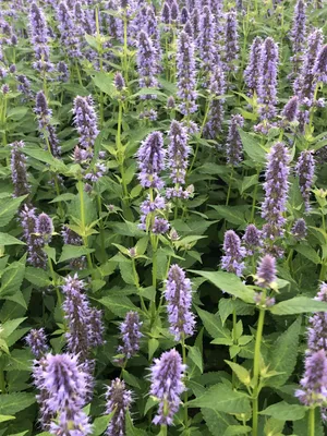 Image de 6 x Agastache hybr. 'Blue Fortune' - Plante de réglisse en pot de 9x9 cm