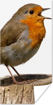 Produktbild von MuchoWow® Poster Rotkehlchen - Vogel - Holz 40x80 cm - Dekoration
