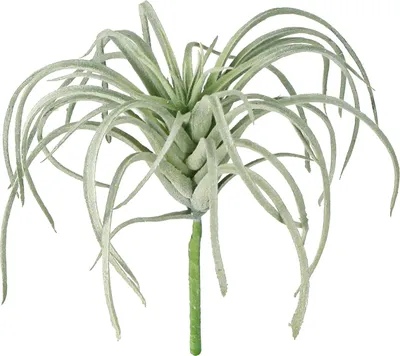 Produktbild von Tillandsia Sukkulenten Deko Grünpflanze künstlich für Arrangements und Raumgestaltung