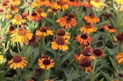 Image de 6 x Helenium hybr. 'Short 'n Sassy' - Sonnenbraut - Topf 9 x 9 cm