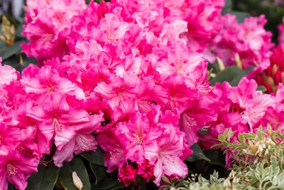 Produktbild von Rhododendron Hybride Caruso 30-40 cm, im Topf, immergrün