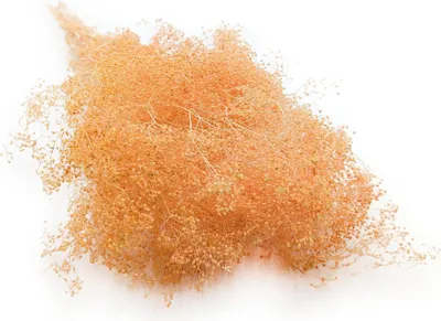 Produktbild von Kleines Shleierkraut Stabilisiertes - (Gypsophila) - Pfirsich