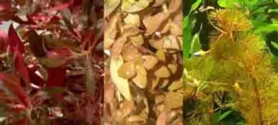 Produktbild von 70 Rote Wasserpflanzen + Dünger für 9.000 l