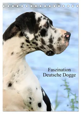 Produktbild von Faszination Deutsche Dogge (Tischkalender 2027 DIN A5 hoch), CALVENDO Monatskalender