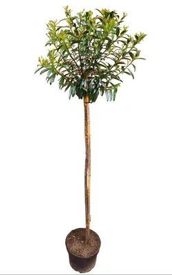 Produktbild von Prunus laurocerasus 'Sofia' - Stämmchen, Kirschlorbeer, Gesamthöhe: 170-180 cm, Stammhöhe: 125 cm