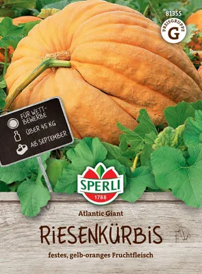 Produktbild von SPERLI Kürbissamen Atlantic Giant Cucurbita maxima 6 Pflanzen