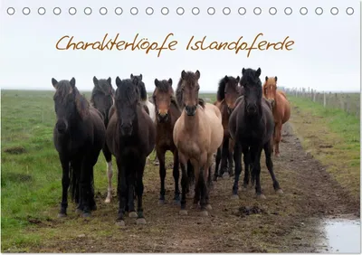 Produktbild von Charakterköpfe Islandpferde (Tischkalender 2025 DIN A5 quer), CALVENDO Monatskalender