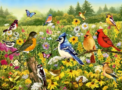 Produktbild von Vogelwiese Ravensburger 12000336