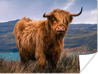 Produktbild von MuchoWow® Poster Schottische Highlander - Himmel - Natur 120x90 cm - Wandbild