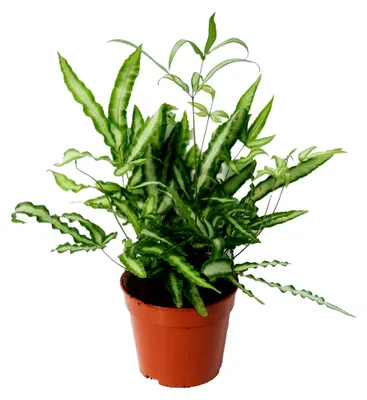 Produktbild von Pteris Albolineata Kretischer Saumfarn Pflanze für Zuhause oder Büro (25-35 cm mit Topf)