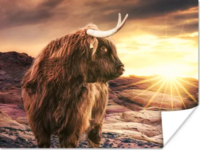 Produktbild von MuchoWow® Poster Schottischer Highlander - Kuh - Horizont 160x120 cm - Foto Plakat