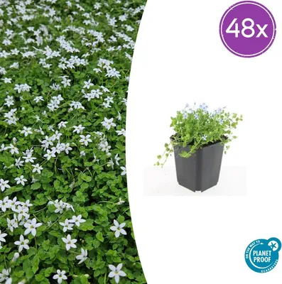 Produktbild von Isotoma fluviatilis 'Alba' | 48 Stück - 10-25cm - Ø9cm - Gartenpflanze