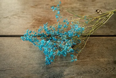 Produktbild von Schleierkraut, getrocknet, im Bund, Länge ca. 50-60cm, lieferbar in Natur und Gefärbt | Gypsophila paniculata , Farbe:Hellblau