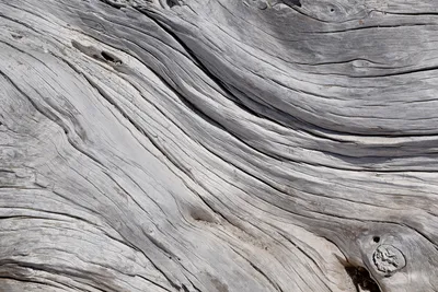 Produktbild von Fototapete - Tree Textur 375x250cm - Vliestapete