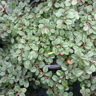 Obrázok produktu pre 6 x skalník  - Cotoneaster procumbens 'Streib's Findling'  | Kvetináč 9 cm x 9 cm