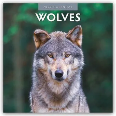 Produktbild von Wolves - Wölfe 2027 - 16-Monatskalender