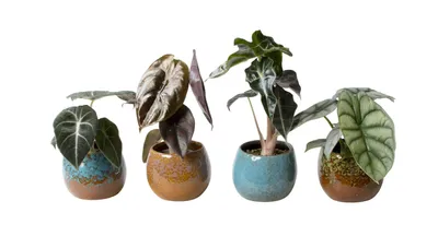 Produktbild von Pflanzenset Alocasia gemischt 4er Set mit Übertopf