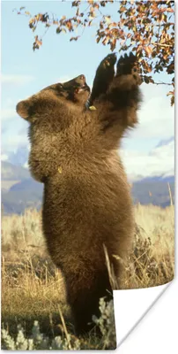 Produktbild von MuchoWow® Poster Bär - Laub - Gras 20x40 cm - Plakat - Foto