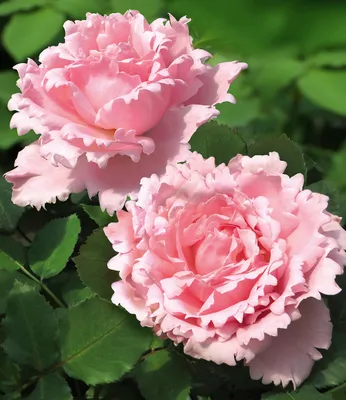 Immagine prodotto di Rosa profumata "Sophie Rochas®" della serie BALDUR-Garten, 1 pianta. Rosa profumata, resistente al freddo, perenne, fiorifera, profumata, ideale per composizioni floreali. Rosa, rosa arbustiva, varietà rara