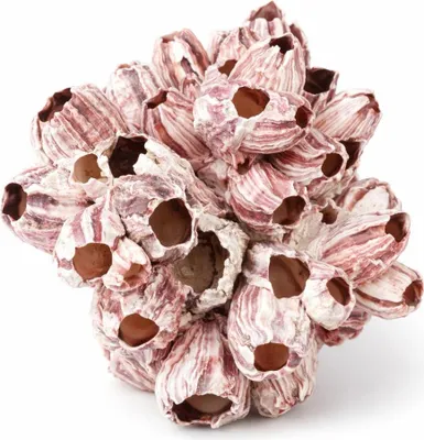 Produktbild von Seepocke 20cm Deko Barnacle echt Indopazifik Aquarium Versteck maritime Deko