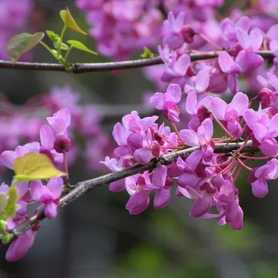Immagine prodotto di Cercis Albero di Giuda 2L