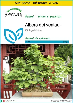 Immagine prodotto di SAFLAX Insieme di coltivazione - Albero dei ventagli - 4 semi - Ginkgo