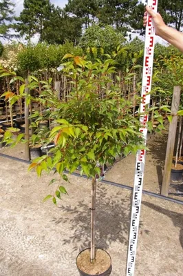 Produktbild von Prunus Okame - Zierkirsche Okame - Hochstamm