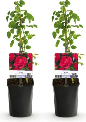 Image de Green boutiQ - Rosier grimpant - Rosa Paul Scarlet Climber - Fleurs rouges - Peu d'entretien - 2 plants - Pot de 11 cm, hauteur 40 cm