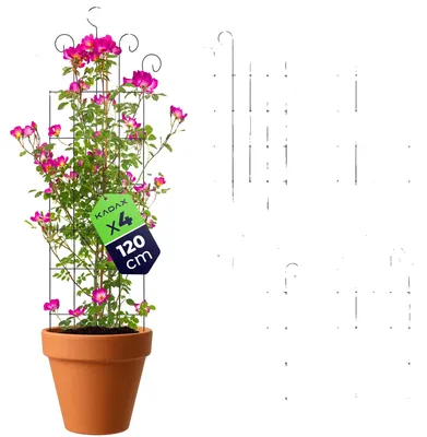Productafbeelding van Tuinspalier, staal met poedercoating, 58 x 120 cm, geschikt voor verschillende plantensoorten, stabiele ondersteuningsstructuur, geschikt voor tuin- en potplanten