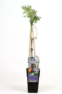 Produktbild von Passionsblume Exotische Gartenpflanze mit prächtigen Blüten - 65 cm hoch, Topf 15 cm