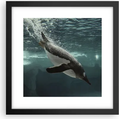 Produktbild von Gerahmtes Poster - Schwarzer Rahmen - Tauchen Pinguin Gletscher - 30x30 cm - Wand Bild - Wanddeko - Wandbilder - Wandposter - Bilderrahmen - Bilder - Kunstdruck - Wandbild - P2BAC30x30-4189
