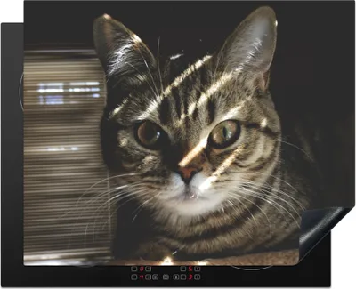 Produktbild von KitchenYeah© Herdabdeckplatte Katze - Kissen - Licht , 65x52cm, Küche Deko, Glaskeramikkochfeld Herdabdeckung, Abdeckplatte fùr Kochfeld