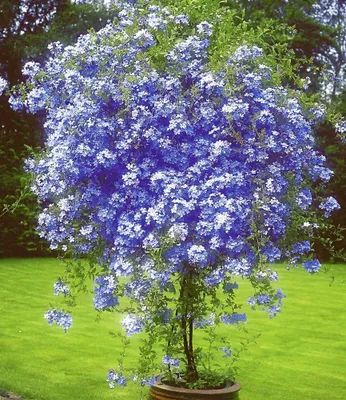 Produktbild von BALDUR Garten 1x Stämmchen Plumbago, Pflanze im 15 cm-Topf, Bleiwurz, Plumbago auriculata, Blütenmeer in Azurblau, Kübelpflanze für Balkon & Terrasse, Blütenfülle über mehrere Monate, pflegeleicht