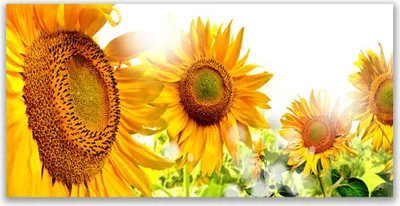 Produktbild von Tulup Leinwand-Bilder 120x60 Wandbild Canvas Kunstdruck Sonnenblumen Pflanzen