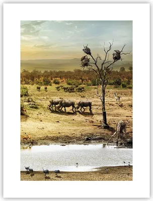 Produktbild von Poster - Poster ohne Rahmen - Safari Tiere - 30x40 cm - Wand Bild - Wanddeko - Wandbilder - Kunstposter - Wandposter - Bilder - Kunstdruck - Wanddekoration - Wandbild - P2XPA30x40-3880